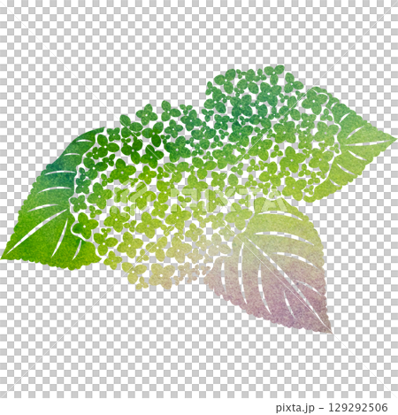 美麗的繡球花圖示圖像插圖的水彩圖案 129292506