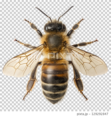 Close-up of honeybee with translucent wings extended, isolated on transparent background, pollination macro detail Close-up of honeybee with translucent wings extended, isolated on transparent background, pollination macro detail 129292847