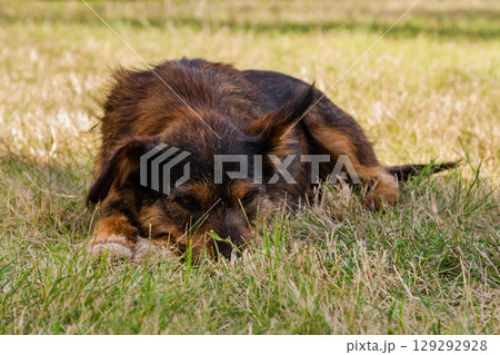 Old dog posing and resting on the grass close-up 129292928