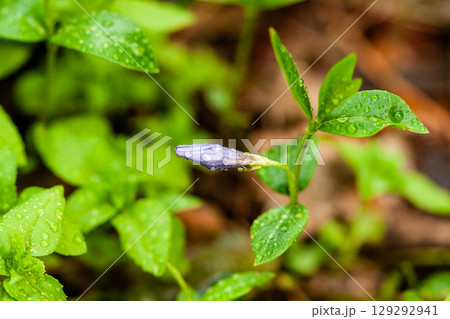 Macro lilac small flowers on a green background 129292941
