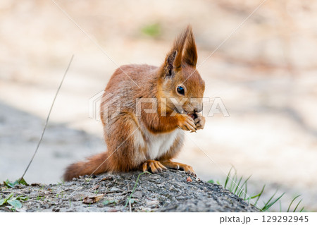 Squirrel sits on a tree Squirrel sits on a tree 129292945