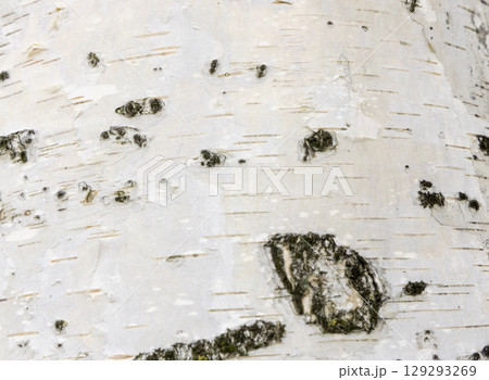The birch bark texture or background. Macro shot is made by means of stacking technology trunk. Texture made of birch tree bark. Beautiful birch trunk background. Conceptual image. Peaceful nature. 129293269
