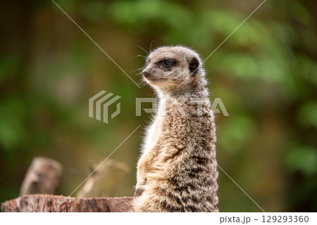 Slender tailed Meerkat close up 129293360