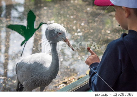 Stanley crane head Close-up in zoo 129293369