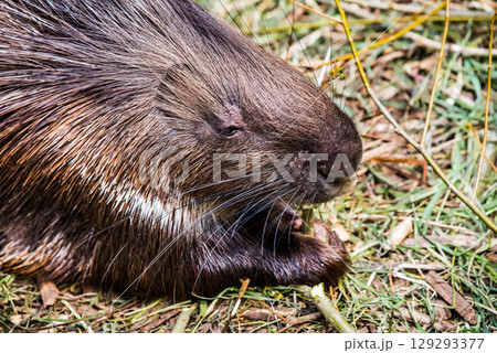 Indian crested porcupine Hystrix indica, also known as the Indian porcupine 129293377
