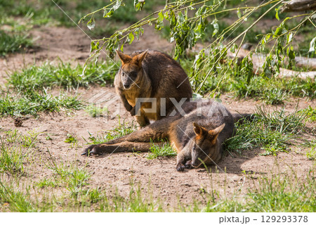 Two Red Kangaroos in zoo Two Red Kangaroos in zoo 129293378