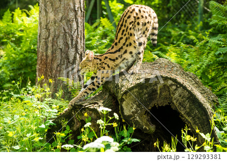 Serval Leptailurus serval African wild cat Serval Leptailurus serval African wild cat 129293381