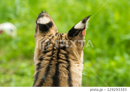 Serval Leptailurus serval African wild cat Serval Leptailurus serval African wild cat 129293383