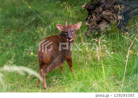 Southern Pudu during daytime in nature 129293385