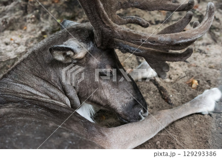 European Forest Reindeer rangifer tarandus fennicus 129293386