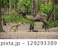 European Forest Reindeer rangifer tarandus fennicus 129293389