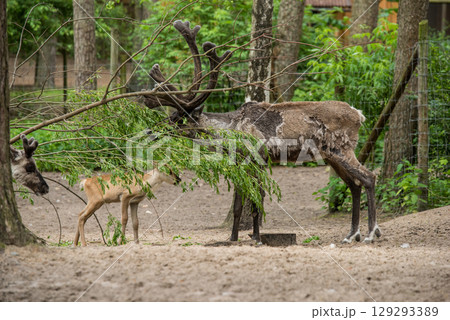 European Forest Reindeer rangifer tarandus fennicus European Forest Reindeer rangifer tarandus fennicus 129293389