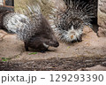 Indian crested porcupine Hystrix indica, also known as the Indian porcupine 129293390