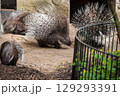 Indian crested porcupine Hystrix indica, also known as the Indian porcupine 129293391