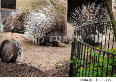 Indian crested porcupine Hystrix indica, also known as the Indian porcupine 129293391