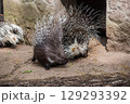 Indian crested porcupine Hystrix indica, also known as the Indian porcupine 129293392
