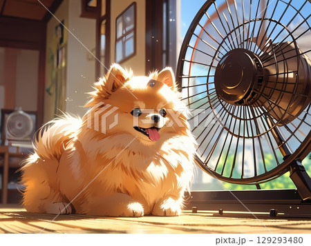 扇風機の中で涼むポメラニアン 129293480