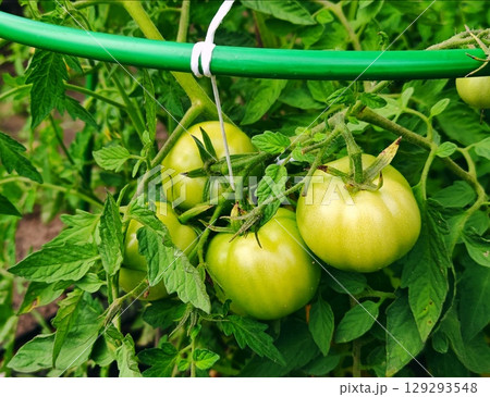 Fresh green tomatoes plant with fruits. green tomatoes on a branch Fresh green tomatoes plant with fruits. green tomatoes on a branch 129293548