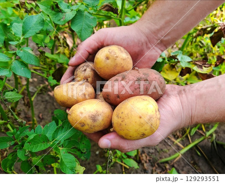potatoes in a farmer's garden. Large natural organic potatoes 129293551