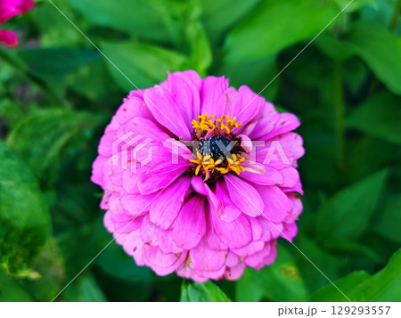 pink flower of the cynium (lat. Zinnia) and bug in the garden. Beautiful petals. Natural lighting. 129293557