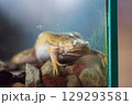 Frog in the aquarium, zoo 129293581