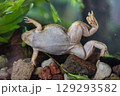 Frog in the aquarium, zoo 129293582