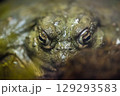 Frog in the aquarium, zoo 129293583