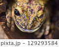 Frog in the aquarium, zoo 129293584
