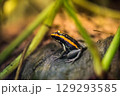 Frog in the aquarium, zoo 129293585