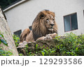 Male African lion resting full body facing forward 129293586