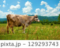 Brown Cow Grazing on Green Field Against Mountain Background 129293743