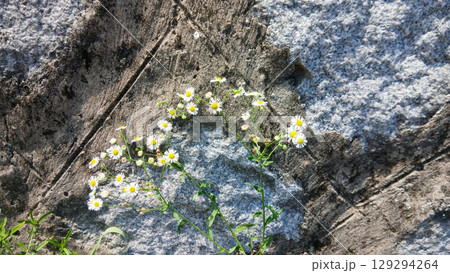 Beautiful Small Wildflowers Growing Against a Weathered Stone Surface Outdoors 129294264