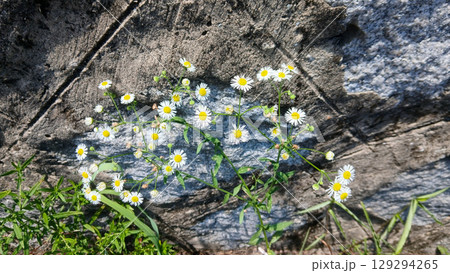 Beautiful Small Wildflowers Growing Against a Weathered Stone Surface Outdoors 129294265