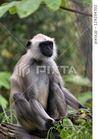 座って見つめるハヌマンラングール 129294302