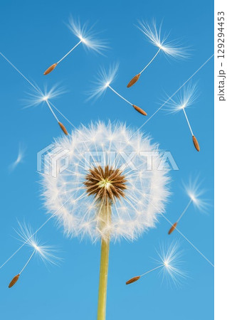 White fluffy dandelion with seeds flying in the clear blue sky. Close-up macro shot capturing motion, freshness and lightness. Ideal for concepts of freedom, nature, dreams, or change. White fluffy dandelion with seeds flying in the clear blue sky. Close-up macro shot capturing motion, freshness and lightness. Ideal for concepts of freedom, nature, dreams, or change. 129294453