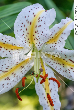 真夏の登山風景 真夏の登山風景 129294476