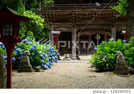 アジサイが満開 音羽山 清水寺 アジサイが満開 音羽山 清水寺 129294593