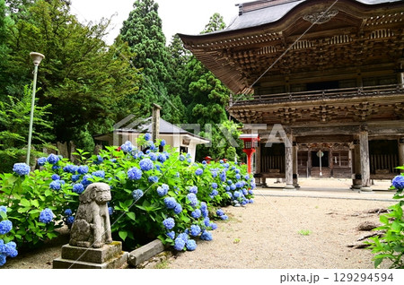 アジサイが満開 音羽山 清水寺 129294594