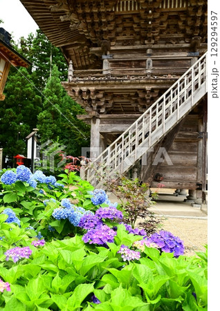 アジサイが満開 音羽山 清水寺 アジサイが満開 音羽山 清水寺 129294597