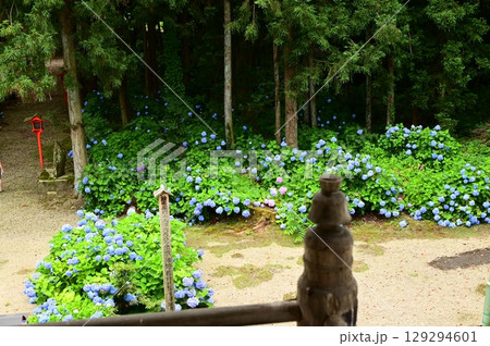 アジサイが満開 音羽山 清水寺 129294601