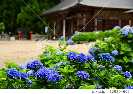 アジサイが満開 音羽山 清水寺 129294605