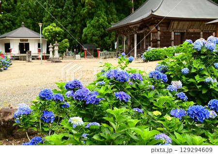 アジサイが満開 音羽山 清水寺 129294609