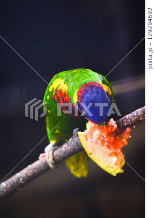 A vibrant rainbow lorikeet with a blue head and red breast is perched on a branch, eating a piece of pink guava. 129294692