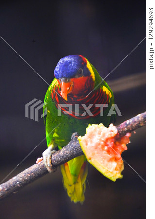 A vibrant rainbow lorikeet with a blue head and red breast is perched on a branch, eating a piece of pink guava. 129294693