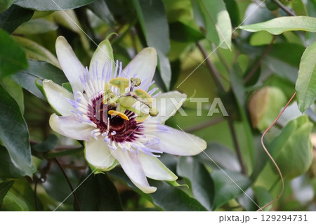 白い花びらのトケイソウの花のアップの風景 129294731
