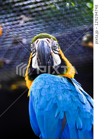 A striking close-up portrait of a blue-and-yellow macaw with vibrant blue and golden-yellow feathers, looking over its shoulder. A striking close-up portrait of a blue-and-yellow macaw with vibrant blue and golden-yellow feathers, looking over its shoulder. 129294748