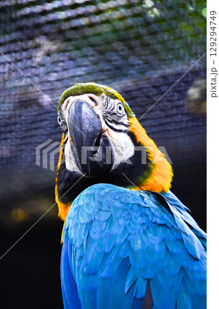 A striking close-up portrait of a blue-and-yellow macaw with vibrant blue and golden-yellow feathers, looking over its shoulder. A striking close-up portrait of a blue-and-yellow macaw with vibrant blue and golden-yellow feathers, looking over its shoulder. 129294749