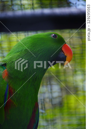 A male eclectus parrot with a bright green plumage and an orange beak is shown in a close-up portrait, looking to the left. A male eclectus parrot with a bright green plumage and an orange beak is shown in a close-up portrait, looking to the left. 129295083