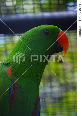 A male eclectus parrot with a bright green plumage and an orange beak is shown in a close-up portrait, looking to the left. A male eclectus parrot with a bright green plumage and an orange beak is shown in a close-up portrait, looking to the left. 129295084