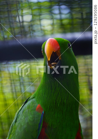 A male eclectus parrot with a bright green plumage and an orange beak is shown in a close-up portrait, looking to the left. A male eclectus parrot with a bright green plumage and an orange beak is shown in a close-up portrait, looking to the left. 129295086